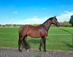 Te koop; brave 3,5 jarige merrie, zadelmak, Dieren en Toebehoren, Paarden, Merrie, Gechipt, Dressuurpaard, Zadelmak