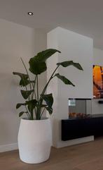 Strelitzia’s met ingebouwde watermeter 🌿, Ophalen, In pot, Halfschaduw, 150 tot 200 cm