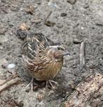 Japanse kwartels, Dieren en Toebehoren, Pluimvee, Meerdere dieren, Overige soorten