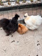 Zijdehoentjes 3 met een haan, Dieren en Toebehoren, Pluimvee, Mannelijk, Kip