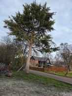 Grote conifeer gratis voor de liefhebber!!!, Tuin en Terras, Planten | Bomen, Bloeit niet, Overige soorten, 400 cm of meer, Ophalen