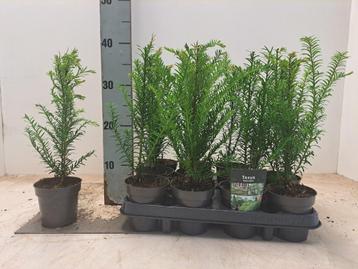 taxus baccata 20-50 cm beschikbaar voor biedingen