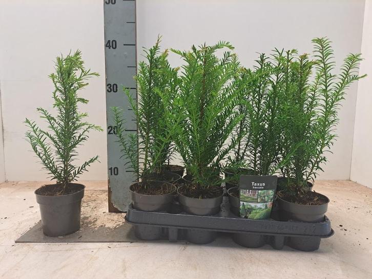 taxus baccata 20-50 cm, Tuin en Terras, Planten | Struiken en Hagen, Taxus, Minder dan 100 cm, Ophalen of Verzenden