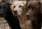 Gezocht labrador, Eén hond, 3 tot 5 jaar, Nederland, Particulier