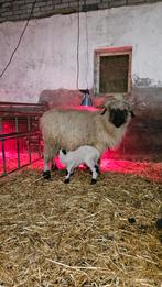 Walliser Schwarznase ooi met 2 lammeren, Dieren en Toebehoren, Schapen, Geiten en Varkens, Meerdere dieren, Schaap