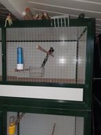 Schamalijster man, Dieren en Toebehoren, Vogels | Overige Vogels, Mannelijk, Geringd