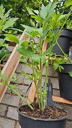 Lavas, Maggie plantjes, Tuin en Terras, Ophalen, Halfschaduw, Lente, Groenteplanten
