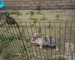 Konijnen koppel, Dieren en Toebehoren, Konijnen, Meerdere dieren, Hangoor