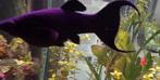 Zwarte (black) longfin  molly's en red coral platy, Dieren en Toebehoren, Vis