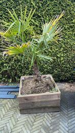 Palmboom, Tuin en Terras, Planten | Bomen, Zomer, Overige soorten, Volle zon, Ophalen