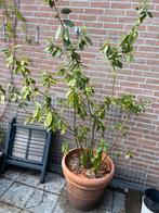 Laurus nobilis laurierplant 170 cm met pot Ø55 cm, Tuin en Terras, Ophalen, Halfschaduw, Overige soorten, Minder dan 100 cm
