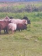 Diverse racka  rammen  beste rammen goed bevleest, Dieren en Toebehoren, Mannelijk, Schaap