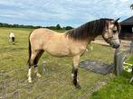 Verzorgster gezocht!, Dieren en Toebehoren, Paarden en Pony's | Overige Paardenspullen, Ophalen