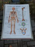 Verzameling dubbelzijdige medische schoolplaten, Ophalen, Natuur en Biologie