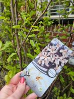 Magnolia struik / beverboom meerstammig Kobus - 2 voor €100, Tuin en Terras, Ophalen of Verzenden, Overige soorten, 100 tot 250 cm