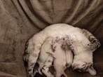 Prachtige Sneeuw Bengaal kittens te koop, Dieren en Toebehoren, Katten en Kittens | Raskatten | Korthaar, Meerdere dieren, Ontwormd