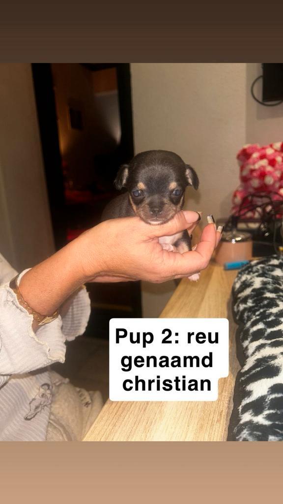 1 chihuahua pup geboren 30 nov, Dieren en Toebehoren, Honden | Chihuahua's en Gezelschapshonden, Meerdere dieren, Chihuahua, Particulier