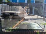Cavia hamster konijn kooi eventueel met cavia's, Kooi, Zo goed als nieuw, Hamster, Ophalen