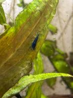Neocaridina garnalen blauw / blue dream, Dieren en Toebehoren, Kreeft, Krab of Garnaal
