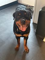 Rotweiler reu, Ophalen, Nieuw