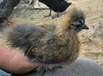 Zijdehoenkuikens., Dieren en Toebehoren, Pluimvee, Geslacht onbekend, Kip