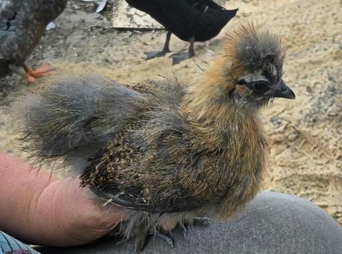 Zijdehoenkuikens., Dieren en Toebehoren, Pluimvee, Kip, Geslacht onbekend