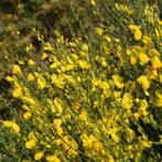 **ACTIE** Cytisus scoparius, Geel bloeiende Brem, Tuin en Terras, Planten | Struiken en Hagen, Ophalen of Verzenden, Overige soorten