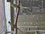Mooi kweekoppel halsbandparkieten, Dieren en Toebehoren, Vogels | Parkieten en Papegaaien, Meerdere dieren, Parkiet