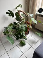 Monstera 105cm height with pot, Huis en Inrichting, Kamerplanten, Ophalen, Overige soorten