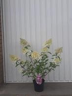 Pluimhortensia Hydrangea pan vanille fraise, Zomer, Vaste plant, Overige soorten, Ophalen