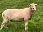 Lacaune dekram te koop, Dieren en Toebehoren, Mannelijk, Schaap