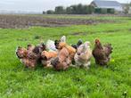 Jonge tamme Brahma kippen gesekst & ingeënt, Dieren en Toebehoren, Pluimvee, Vrouwelijk, Kip