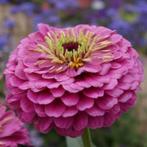 Zaden Zinnia Dream, Verzenden, Voorjaar, Volle zon, Zaad