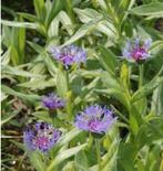 Zakje zaden  van Centaurea Montana, vaste korenbloem, Ophalen of Verzenden, Volle zon