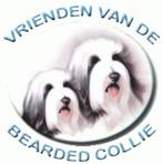 Bearded Collie puppen VBC, Dieren en Toebehoren, Honden | Herdershonden en Veedrijvers, Rabiës (hondsdolheid), Meerdere, 8 tot 15 weken