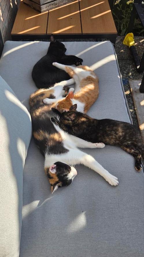 Lieve kittens zoeken nog een lief baasje <3, Dieren en Toebehoren, Katten en Kittens | Overige Katten, Kortharig, Meerdere dieren
