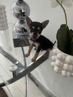 Chihuahua, Dieren en Toebehoren, Rabiës (hondsdolheid), Reu, 8 tot 15 weken, Eén hond