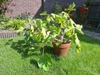 Vijgenboom/struik (Ficus carica), Ophalen, Minder dan 100 cm, Volle zon, Vijgenboom
