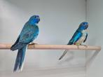 2 splendid mannen turquoise blauw, Mannelijk, Parkiet
