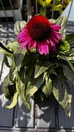Echinacea, Ophalen, Zomer, Volle zon