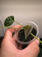 Anthurium veitchi wide form, Ophalen of Verzenden, Overige soorten, Minder dan 100 cm