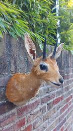 Opgezette kop steenbokje Afrika taxidermy opgezet gewei hert, Ophalen, Wild dier, Gewei of Kop