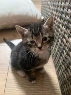 Kittens europese korthaar x maine coon, Dieren en Toebehoren, Katten en Kittens | Overige Katten, Poes