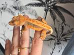 Wimpergekko dame, Dieren en Toebehoren, Hagedis