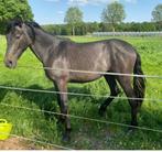 Pre ruin 2 jaar1.65m, Gechipt, Ruin, Dressuurpaard, 0 tot 2 jaar