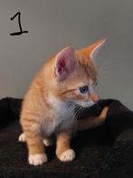 3 vrouwelijke kittens te koop., Dieren en Toebehoren, Katten en Kittens | Raskatten | Korthaar, Poes, Ontwormd, 0 tot 2 jaar
