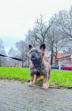 Zeer mooi Frans bulldog meisje Fluffy, Particulier, Bulldog, Teef, Buitenland