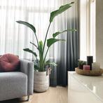 Vitrage Maartje grijs twee delen (140 cm + 201 cm breedte), Huis en Inrichting, Ophalen, Gebruikt, 100 tot 150 cm, 200 cm of meer