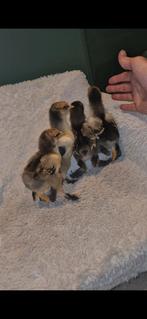 Schattige brahma kuikentjes te koop, Dieren en Toebehoren, Pluimvee, Meerdere dieren, Kip