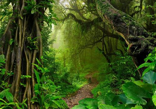 Jungle bospad fotobehang, bosbehang, Fotobehang4you, Huis en Inrichting, Stoffering | Behang, minder dan 10 m², Verzenden
